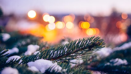 Snowy pine branch in winter sunset