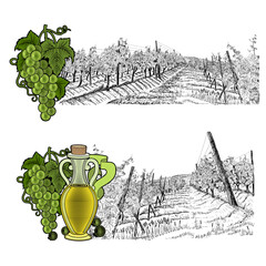 Two hand drawn sketches landscape of vineyard with color elements. White grapes and grapes with bottle of oil or wine. Vector illustration isolated on white background
