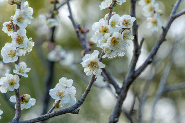 Obraz premium 早春に咲く白梅の花と柔らかな背景
