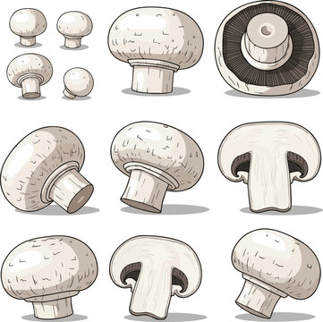 Create a kinds of deferent White button mushroom Vector art with white background.