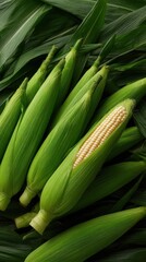 Fototapeta premium Vertical Fresh Corn Cobs with Husks Framed by Green Leaves for Culinary Use