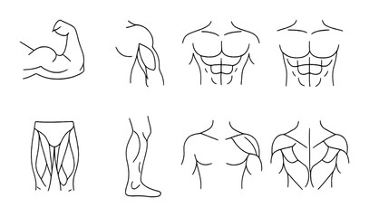 Line art diagrams of human muscles and anatomy for fitness education