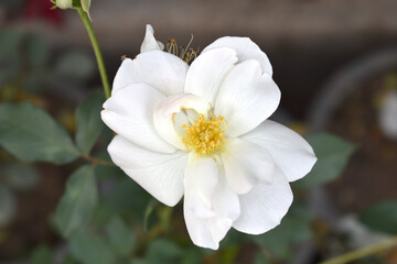 Obraz premium Beautiful white rose flower closeup in garden, A very beautiful white rose flower bloomed on the rose tree, Rose flower closeup, bloom flowers, Natural spring flower, Natural floral background,