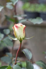 Beautiful pink white rose flower closeup in garden, A very beautiful pink white rose flower bloomed on the rose tree, Rose flower closeup, bloom flowers, Natural spring flower floral background