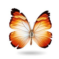 Fototapeta premium Orange butterfly on white background