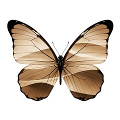 Fototapeta premium Brown and black butterfly