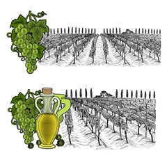 Two hand drawn sketches landscape of vineyard with farm house on hill and color elements. White grapes and grapes with bottle of oil or wine. Vector illustration isolated on white background