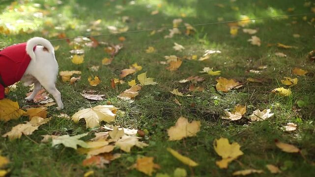 Cute chihuahua dog on leash in red clothes sniffing grass in autumn park