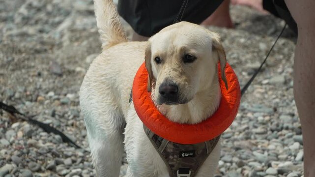 Labrador dog beach, calm pet standing with owner on rocky shore, licking nose
