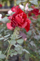 Beautiful red rose flower closeup in garden, A very beautiful red rose flower bloomed on the rose tree, Rose flower closeup, bloom flowers, Natural spring flower, Natural floral background,