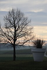 Flowerpot at Dawn