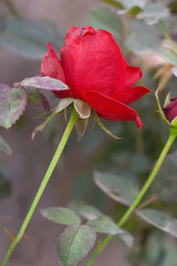 Beautiful red rose flower closeup in garden, A very beautiful red rose flower bloomed on the rose tree, Rose flower closeup, bloom flowers, Natural spring flower, Natural floral background,