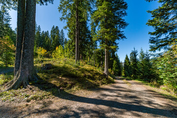 Fototapeta premium Serene Mountain Trail Through Lush Austrian Forest Amidst Tall Evergreens and Golden Light