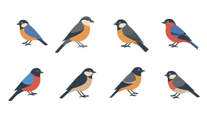 Colorful Bird Illustration: Diverse Bird Species Collection for Ornithology Studies