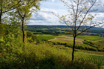 Weinberge bei Oberschwarzach, Weinlage Oberschwarzacher Herrenberg, auch Hörnle genannt, Markt...