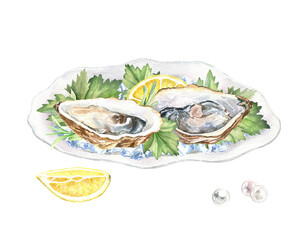 Raw oysters in a shell with ice, lemon slices, fresh herbs, pearls. Hand-drawn watercolor illustration isolated on a white background. A seafood sketch. The design element of the restaurant menu.