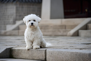Small white fluffy dog sitting on stone steps outdoors with calm and adorable expression