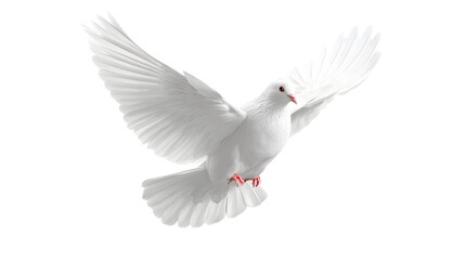 A white dove in mid-flight with wings spread wide against a white background