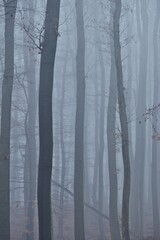 Wald im Nebel, Lainzer Tiergarten, vertikal