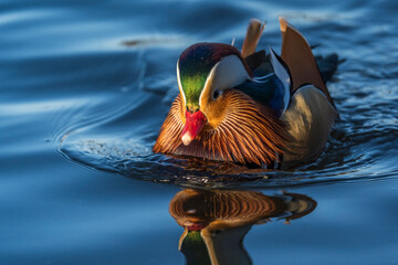 20-12-2025 Ry, Denmark - Mandarin Duck