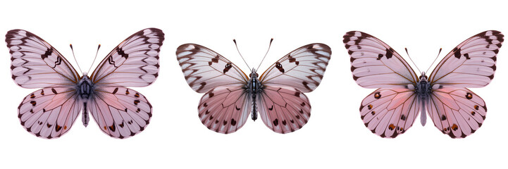 Fototapeta premium Three pink butterflies with black spots isolated on transparent background