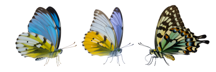 Three colorful butterflies flying in a row isolated on transparent background