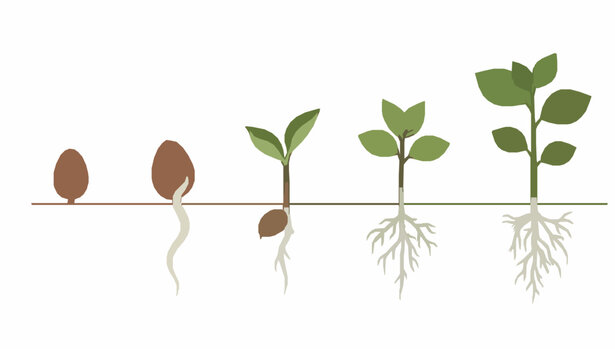 Plant growth stages vector illustration showing seed germination and young seedling development with isolated roots