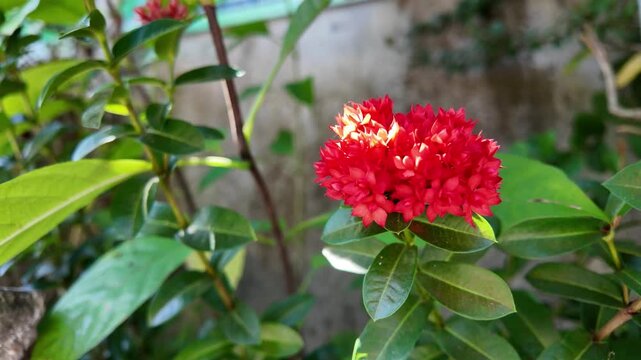 Red ixora flower blooming in sunlight
