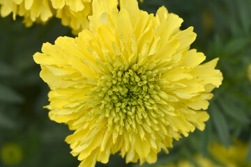 Bright Yellow marigold flower blossom in garden, Bright Yellow Mari Gold flowers for decorate garden, Close up of beautiful Yellow marigold flower. Nature, Marigold flowers bloom in the morning, Mari