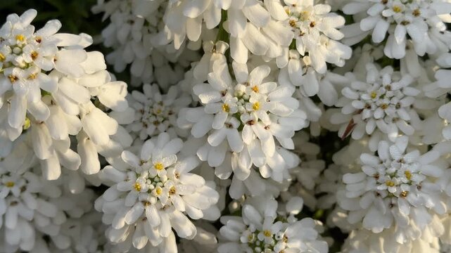 White flowering candytuft in spring garden, England