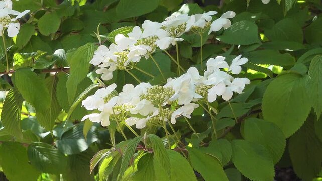 View of viburnum plicatum Cascade in flower, England