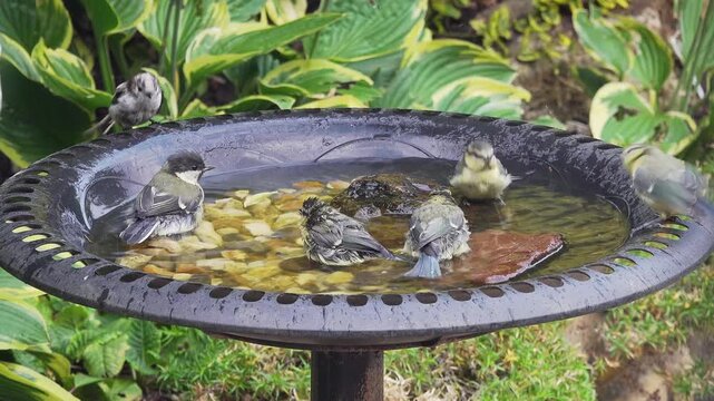 View of juvenile British garden birds washing in garden water feature, England