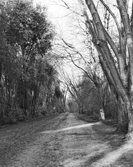 Obraz premium Quiet dirt path surrounded by trees on a calm day in a forested area