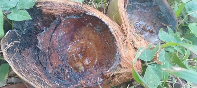 Close-up view of a coconut skin that has split and is starting to rot. 