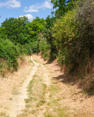 Obraz premium Path winding through green trees and dry grass under a clear blue sky in summer setting