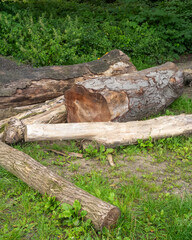 Obraz premium Logs resting on the ground surrounded by lush green foliage in a peaceful outdoor area