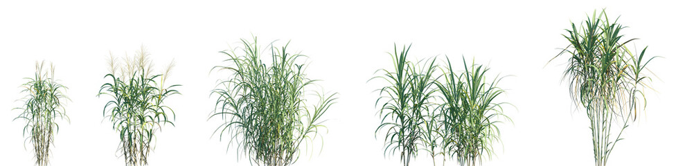 Set of Miscanthus floridulus (the Pacific Island silvergrass) isolated frontal png on a transparent background perfectly cutout