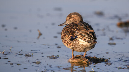 Eurasian Teal female duck bird  in the lake