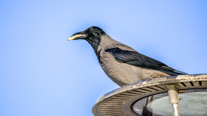 
The crow is feeding on the branch.