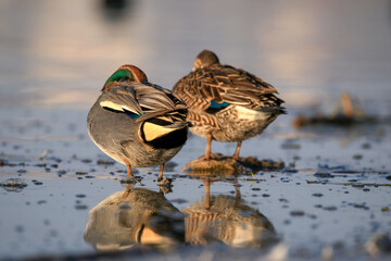 eurasian teal male and female duck are sleeping by the lake.