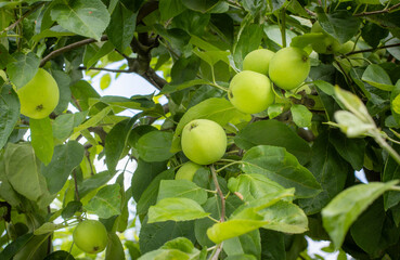 Close up of unripe green apples ripening on a tree branch in natural light. Fresh orchard fruit with leaves, seasonal agriculture concept, ideal for food, farming, and nature content.