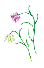 Hand drawn garden flower. Pink and white fritillaria floral drawing. Nature pencil sketch.