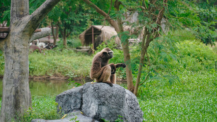 The Agile Gibbon (Hylobates agilis) is sitting on a rock while eating.