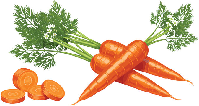 Fresh organic carrots with green leaves and sliced round pieces collection isolated on white background for healthy food cooking and nutritional design.