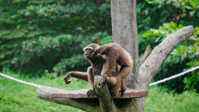 The Agile Gibbon (Hylobates agilis) is sitting quietly on a tree while eating.