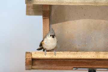 Tufted titmouse perched at edge of bird feeder © Kari Post