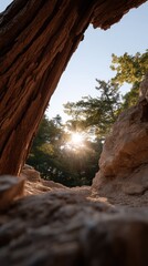 Obraz premium Warm Sunlight Streaming Through a Hollow Tree in a Natural Setting