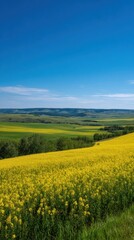 Obraz premium Stunning Canola Flower Fields Under Bright Blue Sky Stretching to Horizon