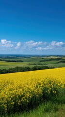 Bright Yellow Canola Flower Fields Stretching Under a Clear Blue Sky
