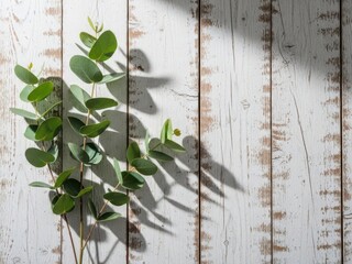 Eucalyptus branch casting a delicate shadow on a weathered white wooden surface